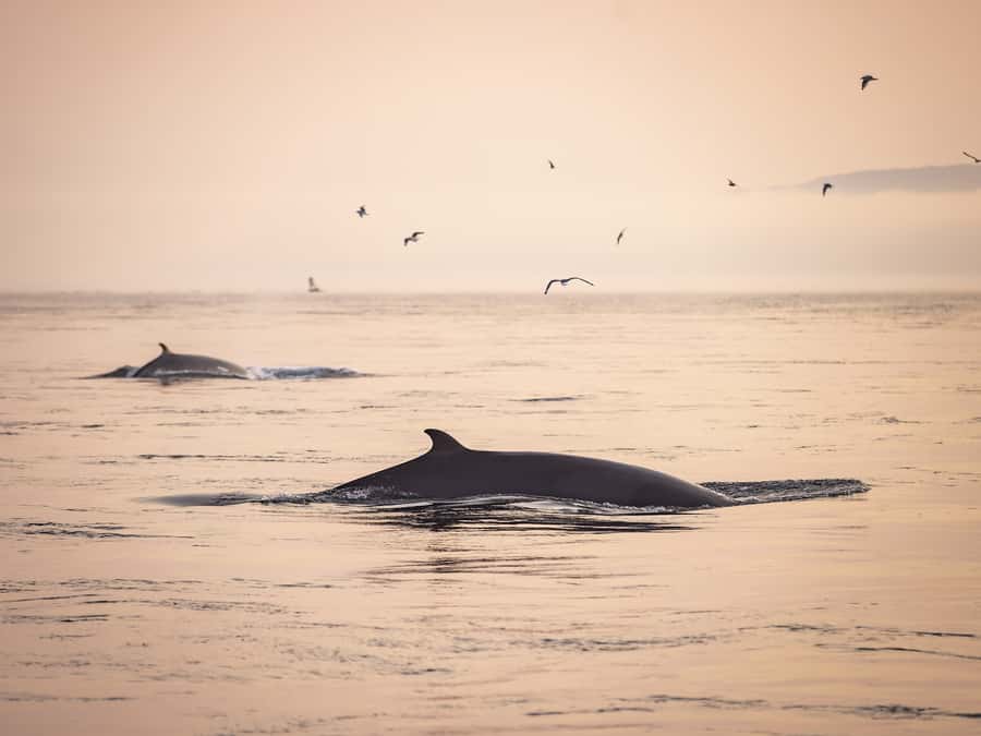 Tadoussac/Charlevoix: Whale & Fjord Morning or Twilight Tour - Key things to know before you go