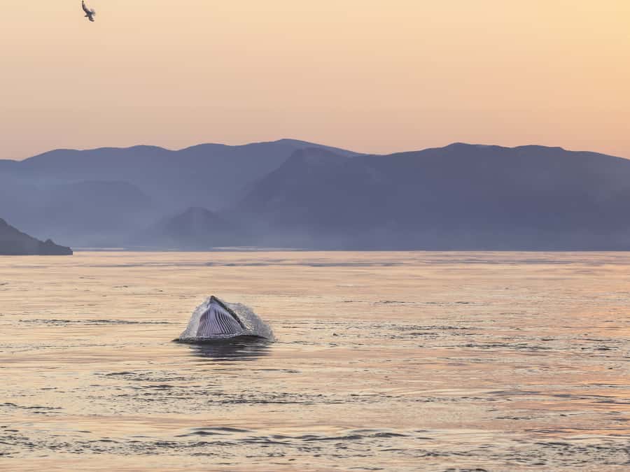 Tadoussac/Charlevoix: Whale & Fjord Morning or Twilight Tour - Beluga spotting, plus fin and minke: how sightings usually work