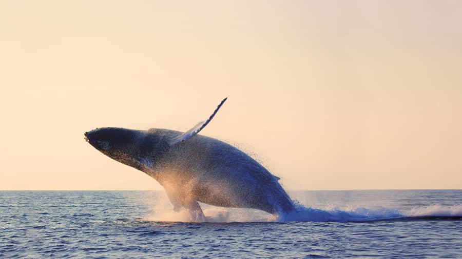 Tadoussac/Charlevoix: Whale & Fjord Morning or Twilight Tour - The naturalist guide and the rules that keep it ethical