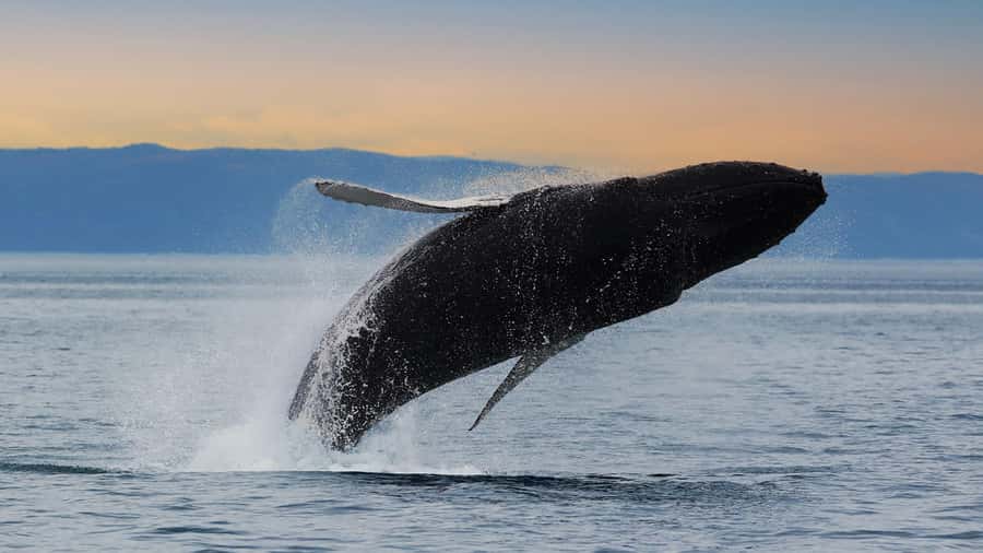 Tadoussac/Charlevoix: Whale & Fjord Morning or Twilight Tour - Price and value: is $122 worth a 3-hour whale cruise?