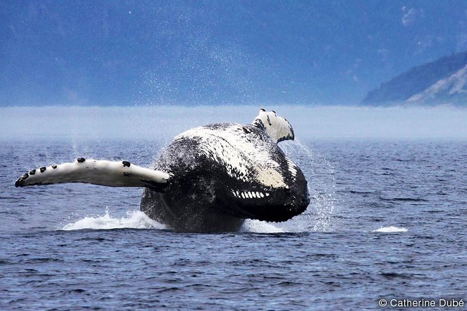Tadoussac/Charlevoix: Whale Watching Tour - What your time looks like on the water