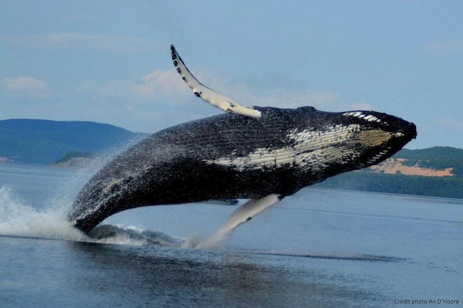Tadoussac/Charlevoix: Whale Watching Tour - Whales, belugas, minke whales, and why sightings can be brief