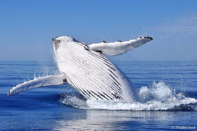 Tadoussac/Charlevoix: Whale Watching Tour - Price and value: what $101.32 really buys you