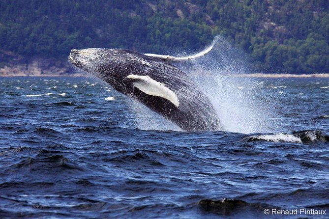 Tadoussac/Charlevoix: Whale Watching Tour - Who this tour fits best in Charlevoix