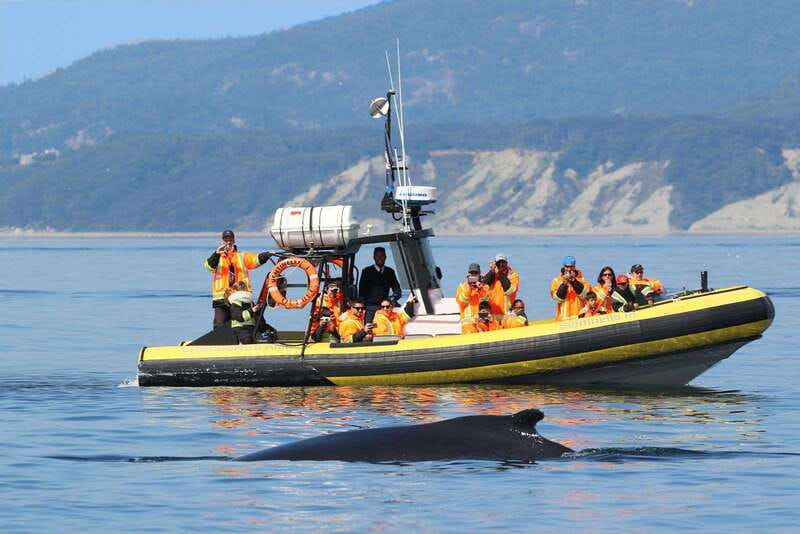 Tadoussac/Charlevoix: Whale Watching Tour & Bear Observation - Why Tadoussac and the Saguenay Fjord Work So Well for Whales
