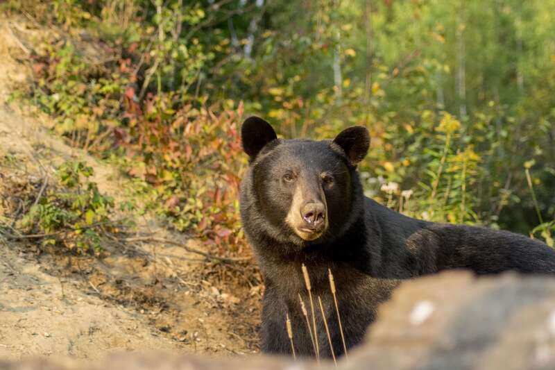 Tadoussac/Charlevoix: Whale Watching Tour & Bear Observation - The Onboard Naturalist Commentary: What Helps You Spot Whales Faster