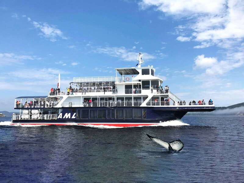 Tadoussac/Charlevoix: Whale Watching Tour & Bear Observation - Up to 13 Whale Species and the Reality of Nature
