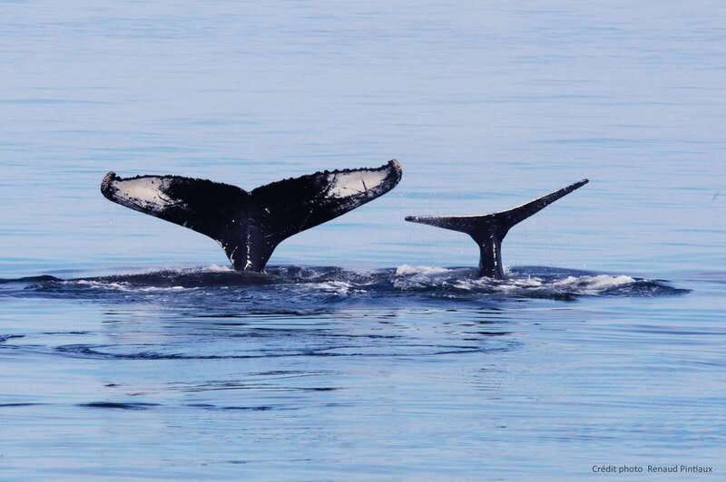 Tadoussac/Charlevoix: Whale Watching Tour & Bear Observation - Timing, Weather, and What to Pack (So You Do Not Suffer)