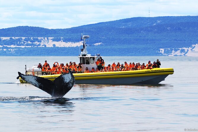 Tadoussac/Charlevoix: Whale Watching Tour - Boat vs Zodiac: comfort, closeness, and the trade-offs