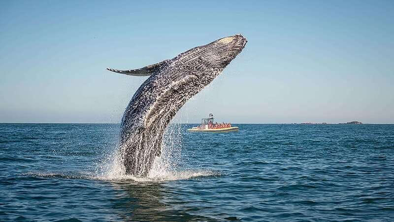 Tadoussac/Charlevoix: Whale Watching Zodiac Tour - Why Tadoussac and the Saguenay-St. Lawrence Marine Park matter for whales