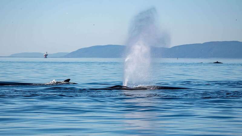 Tadoussac/Charlevoix: Whale Watching Zodiac Tour - Zodiac boats in practice: why “near the water” changes everything