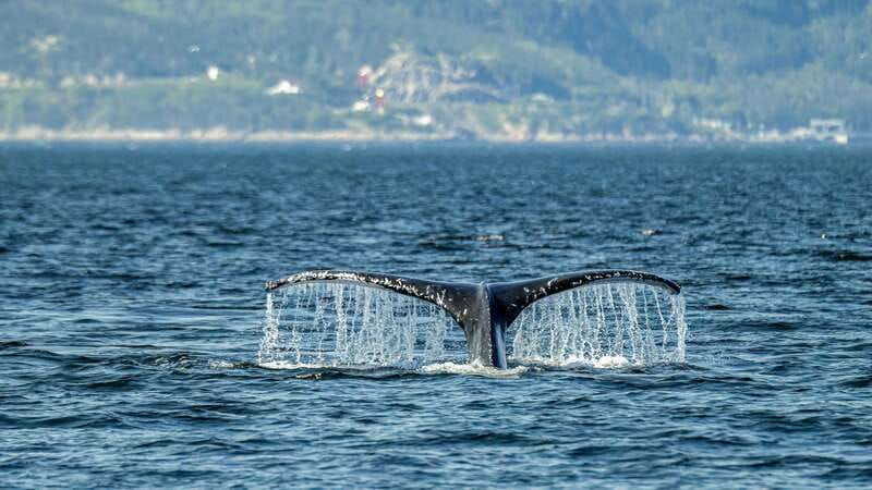 Tadoussac/Charlevoix: Whale Watching Zodiac Tour - The 2 to 2.5 hour rhythm on the water