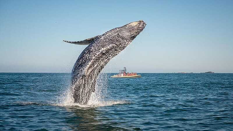 Tadoussac/Charlevoix: Whale Watching Zodiac Tour - Which whales you can realistically expect, plus the “bonus” wildlife