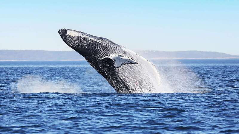 Tadoussac/Charlevoix: Whale Watching Zodiac Tour - The guide factor: certified naturalists who help you spot smarter