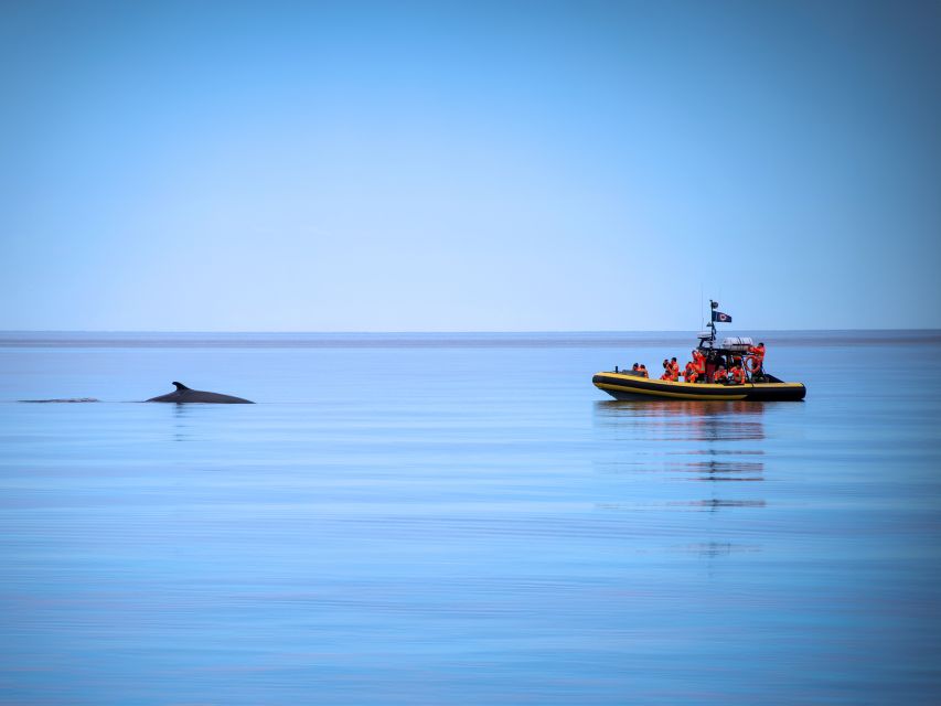 Tadoussac/Charlevoix: Whale Watching Zodiac Tour - Safety, ethics, and how the crew positions you around whales