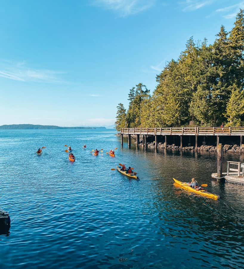 Telegraph Cove: 2-Hour Day or Evening Kayaking Tour - Before You Paddle: safety briefing, fit, and how to feel confident fast