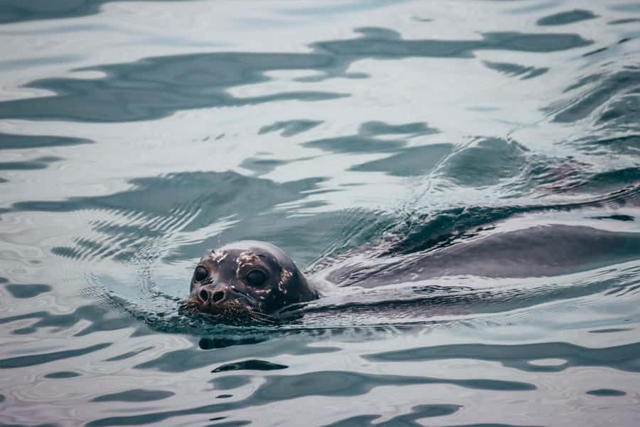 Telegraph Cove: 2-Hour Day or Evening Kayaking Tour - Wildlife spotting that actually works: how to spot eagles, seals, and more