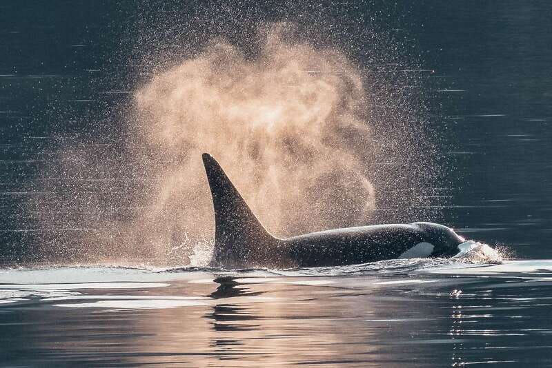 Telegraph Cove: 3-Hour Whale Watching Tour in a Zodiac Boat - Entering the Telegraph Cove Zodiac zone in 3 hours