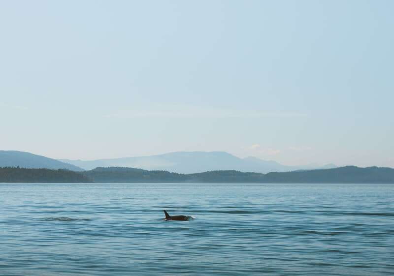 Telegraph Cove: 3-Hour Whale Watching Tour in a Zodiac Boat - On the Zodiac boat: 12 seats, fast turns, and real visibility