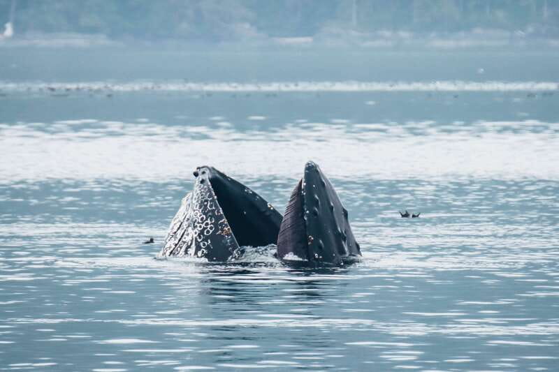 Telegraph Cove: 3-Hour Whale Watching Tour in a Zodiac Boat - Wildlife you can realistically hope to see
