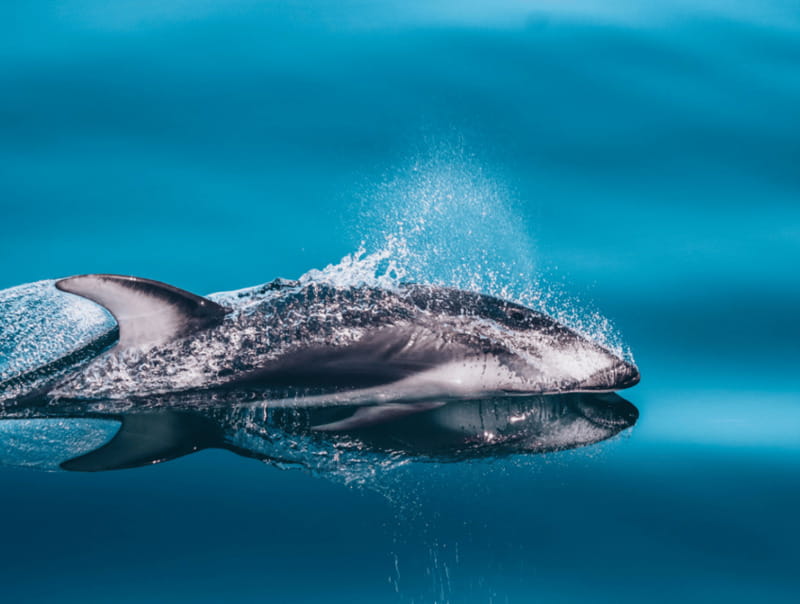 Telegraph Cove: 3-Hour Whale Watching Tour in a Zodiac Boat - Orcas, humpbacks, and the importance of distance