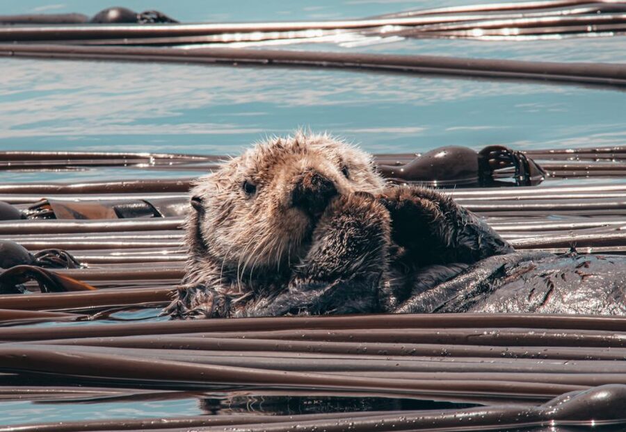 Telegraph Cove: 3-Hour Whale Watching Tour in a Zodiac Boat - The whale success rate, and the lifetime guarantee