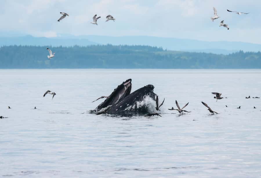 Telegraph Cove: Full-Day Trip Kayaking Tour - Johnstone Strait Wildlife Up Close, With a Paddler’s View
