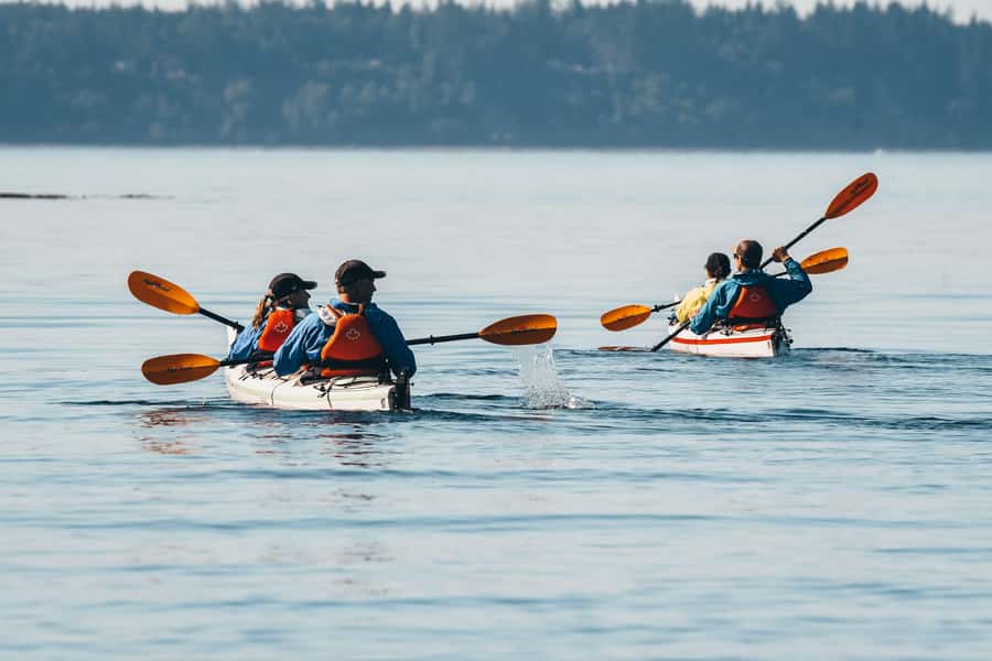 Telegraph Cove: Full-Day Trip Kayaking Tour - Morning Water: Beaches and Coastal Shallows Where Life Shows Up