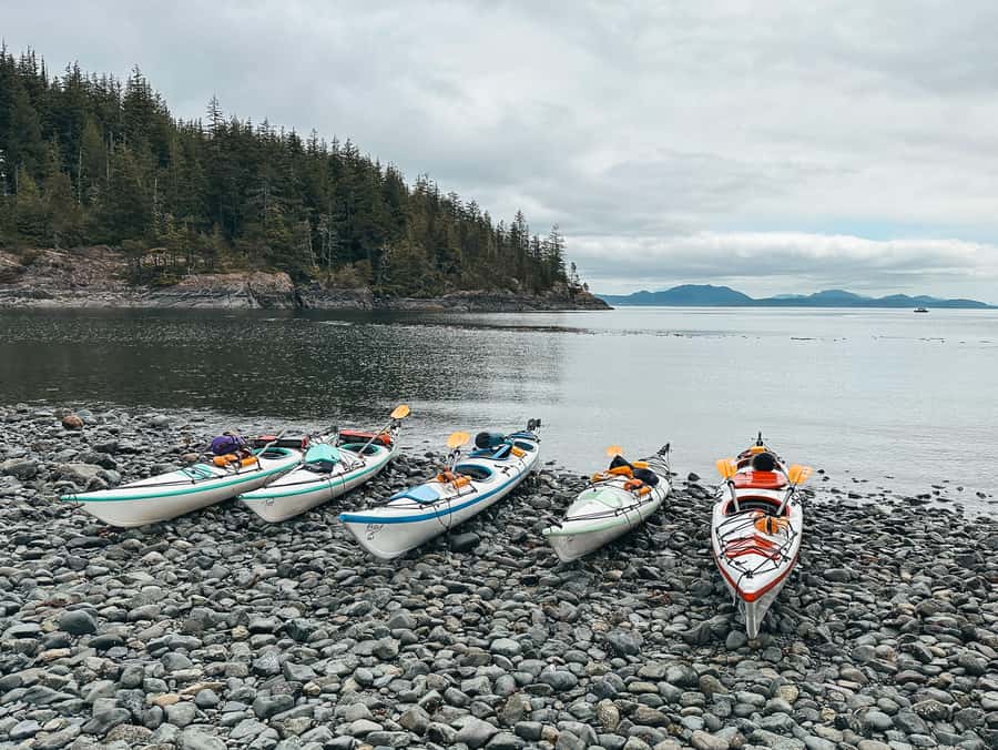 Telegraph Cove: Full-Day Trip Kayaking Tour - Bull Kelp Forests, Sea Stars, and the Art of Not Touching