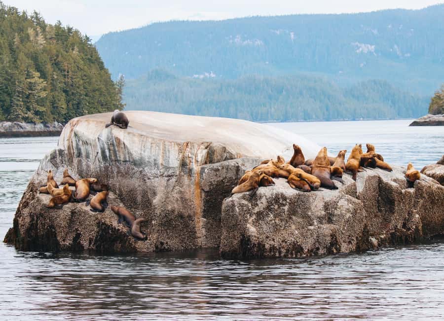 Telegraph Cove: Full-Day Trip Kayaking Tour - Twilight Paddle: Mainland Mountain Views After the Day’s Peak