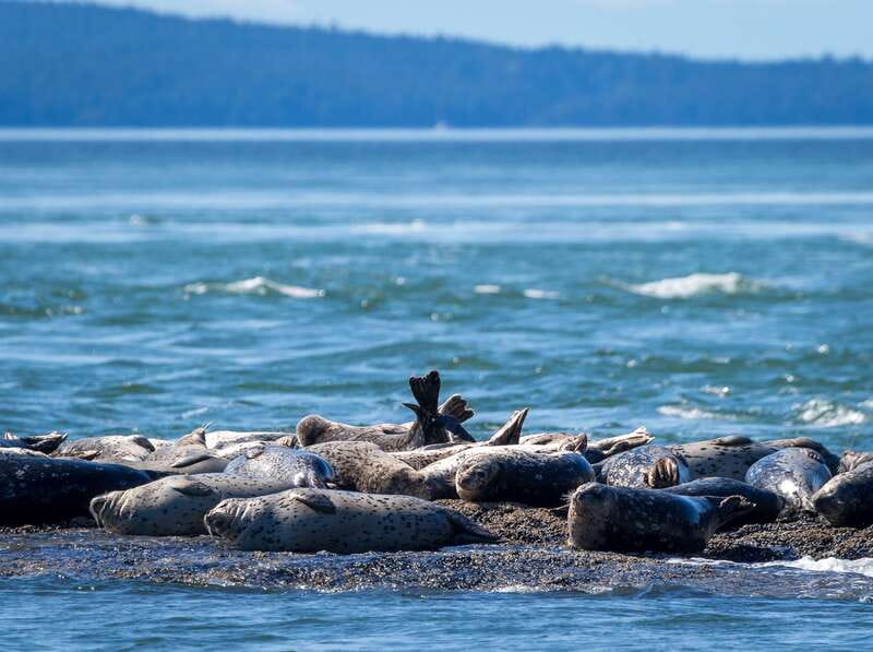 Telegraph Cove: Whale Watching Adventure with Free Photos - Key points before you go