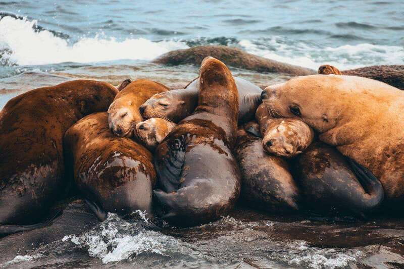 Telegraph Cove: Whale Watching Adventure with Free Photos - Price and value: is $149 per person worth it?