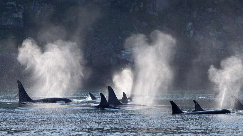 Telegraph Cove: Whale Watching Adventure with Free Photos - Telegraph Cove check-in, then straight onto the water