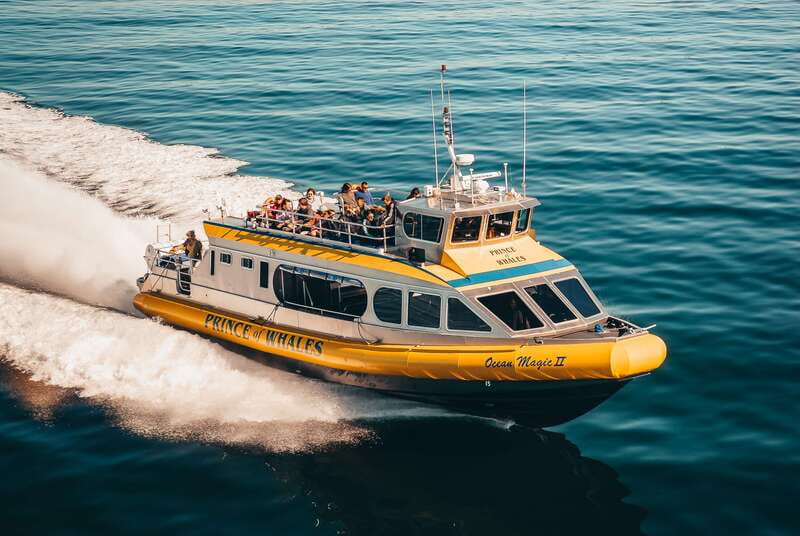 Telegraph Cove: Whale Watching Adventure with Free Photos - What you actually do for 3 hours in Johnstone Strait
