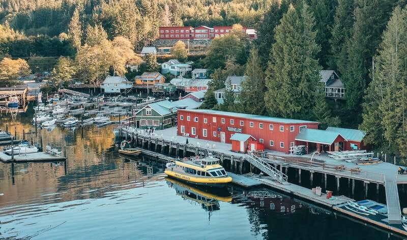 Telegraph Cove: Whale Watching Adventure with Free Photos - Live commentary that makes your sightings click