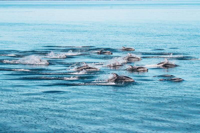 Telegraph Cove: Whale Watching Adventure with Free Photos - Species odds: killer whales, humpbacks, and the “variety bonus”