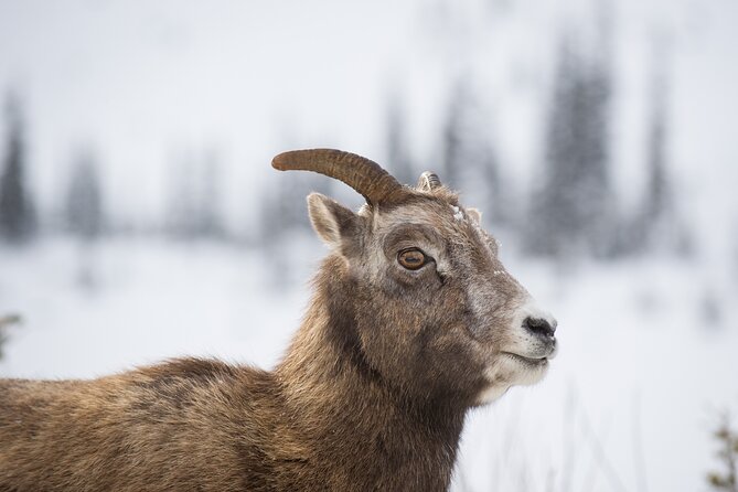 The BANFF NATURE Walk - 2hr Adventure - Key highlights you should know before you go