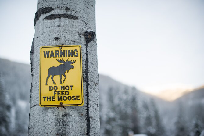 The BANFF NATURE Walk - 2hr Adventure - Wildlife spotting, with a guide helping you stay calm and correct
