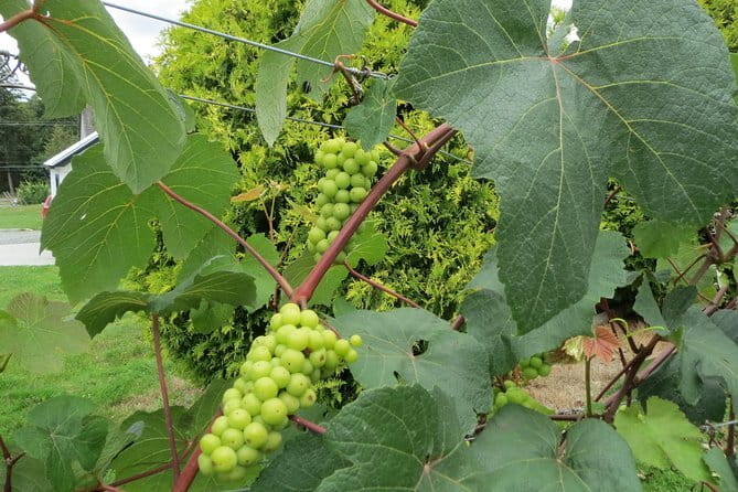 The Fraser Valley Winery Tour - Key things that make this Fraser Valley tour work