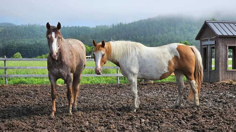 The Montagnarde: Guided horseback ride on mountain trails. - Who This Ride Fits Best (And Who Should Skip It)