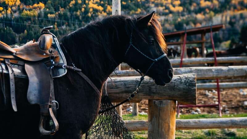 The Montagnarde: Guided horseback ride on mountain trails. - Why This Charlevoix Horseback Ride Is Worth Your Time