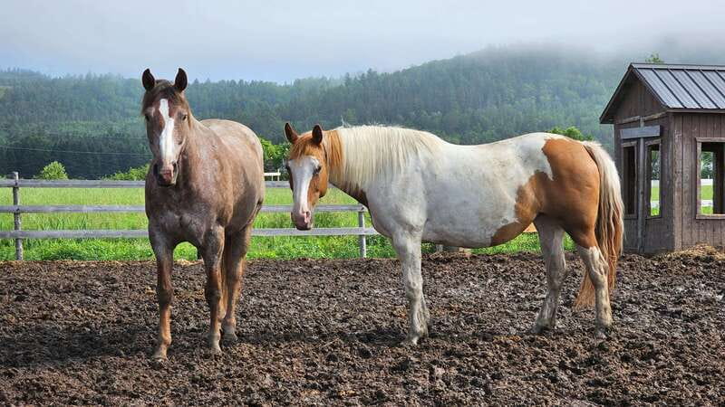 The Montagnarde: Guided horseback ride on mountain trails. - The 2.5-Hour Plan, From Ranch Welcome to Mountain Ride