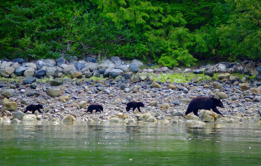 Tofino: Bear Watching Boat Tour with Nature Guide - Clayoquot Sound Timing: Low Tide Is the Real Secret