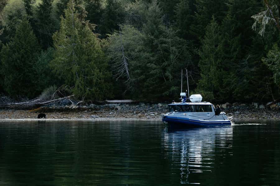 Tofino: Bear Watching Boat Tour with Nature Guide - Marine Adventure Centre to the Water: How the Trip Starts