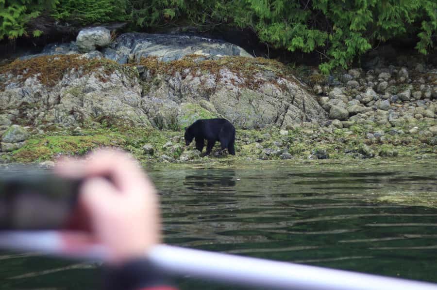 Tofino: Bear Watching Boat Tour with Nature Guide - Beyond Bears: Seals, Eagles, and the Rest of the Clayoquot Cast