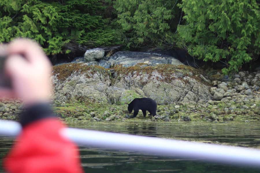 Tofino: Bear Watching Boat Tour with Nature Guide - Guides and the 95% Odds: How the Crew Improves Your Chances