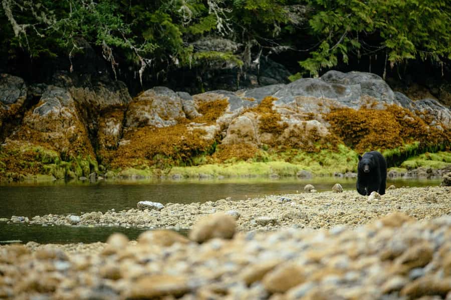 Tofino: Bear Watching Boat Tour with Nature Guide - Family-Friendly Nature, With Real Limits