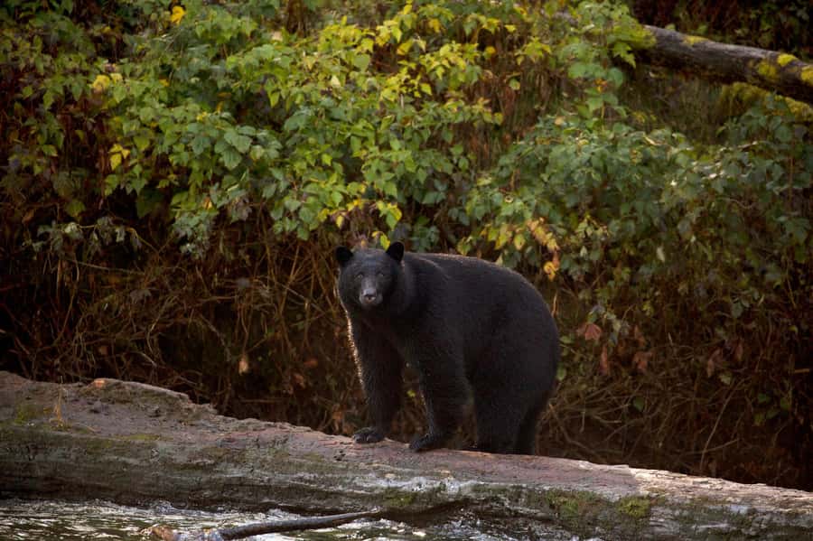 Tofino: Bear Watching Boat Tour with Nature Guide - The Zodiac Cruise: What You’ll Actually Do On the Boat