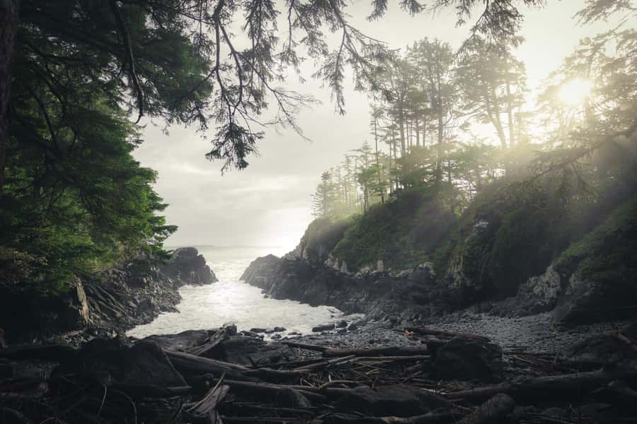 Tofino: Hot Springs Cove Tour with Wildlife Cruise - Key things that make this tour worth it