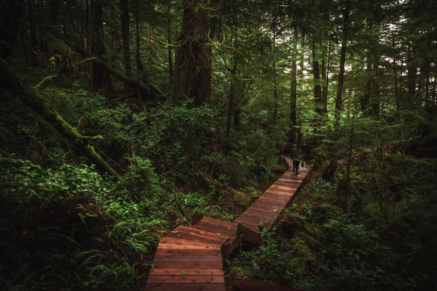 Tofino: Hot Springs Cove Tour with Wildlife Cruise - Wildlife spotting: what you’re likely to see, and how guides improve your odds